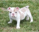 Small #2 Bulldog