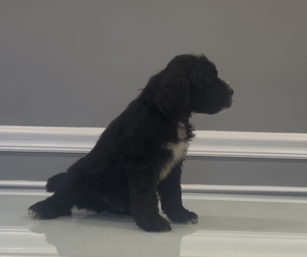 Medium Photo #48 Bernedoodle-Labradoodle Mix Puppy For Sale in MILFORD, NJ, USA