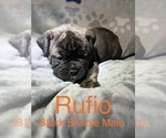 Small Photo #1 Olde English Bulldogge Puppy For Sale in VIOLA, AR, USA
