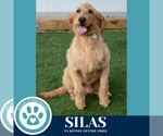 Small #7 Golden Retriever Mix