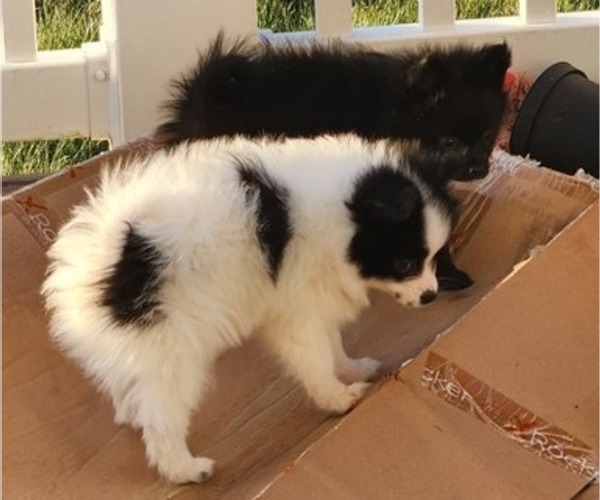 Medium Photo #6 Pomeranian Puppy For Sale in MADISON HEIGHTS, VA, USA