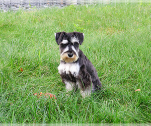 Schnauzer (Miniature) Puppy for sale in SYRACUSE, IN, USA