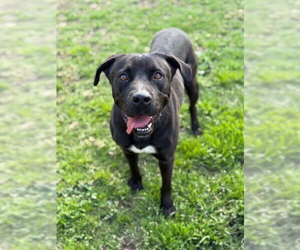 Medium Photo #2 Labrador Retriever-Unknown Mix Puppy For Sale in Riverside, CA, USA