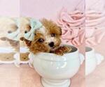 Small #19 Poodle (Toy)