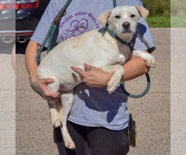 Medium Photo #3 Siberian Husky-Unknown Mix Puppy For Sale in Huntley, IL, USA