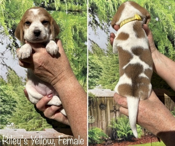 Medium Photo #19 Beagle Puppy For Sale in BROWNSVILLE, OR, USA