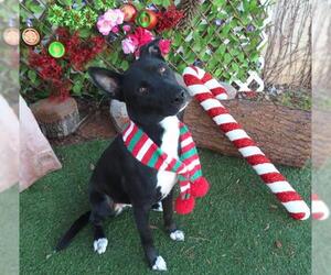 German Shepherd Dog-Unknown Mix Dogs for adoption in Oklahoma City, OK, USA