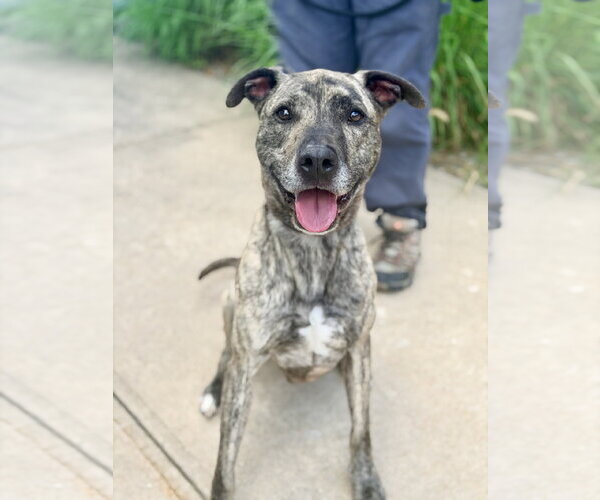 Medium Photo #1 Catahoula Leopard Dog-Unknown Mix Puppy For Sale in Jackson , NJ, USA