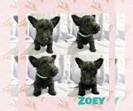 Puppy Zoey  Aqua Coll Scottish Terrier