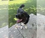 Small #2 German Shepherd Dog Mix