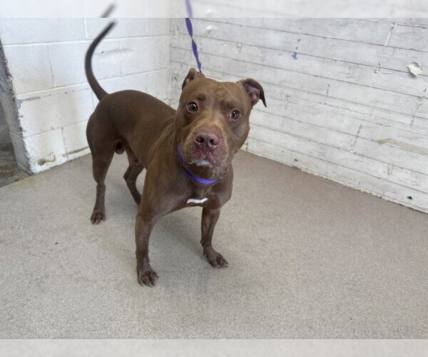 Medium Photo #1 Mutt Puppy For Sale in San Bernardino, CA, USA