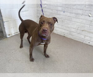 Mutt Dogs for adoption in San Bernardino, CA, USA