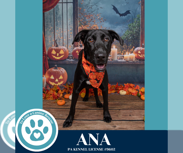 Medium Photo #7 Labrador Retriever-Unknown Mix Puppy For Sale in Kimberton, PA, USA