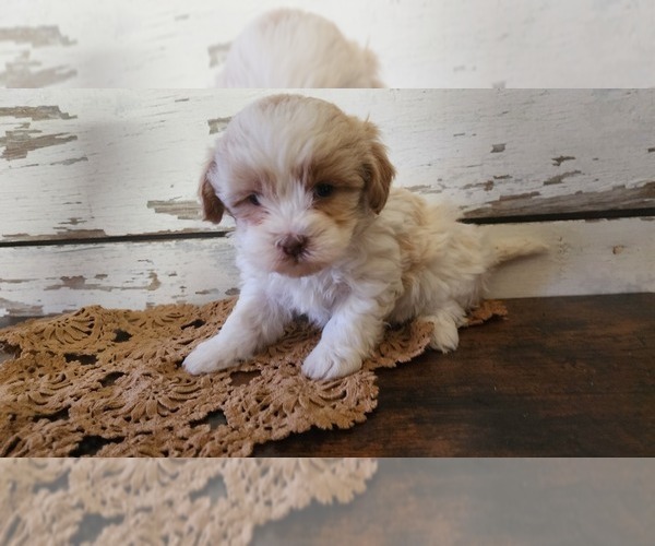 Medium Photo #7 Mal-Shi-Poodle (Miniature) Mix Puppy For Sale in GREENWOOD, WI, USA