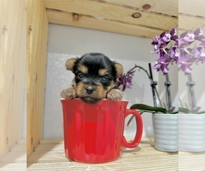 Yorkshire Terrier Puppy for sale in CASSVILLE, MO, USA