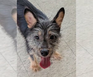 Mutt Dogs for adoption in Plano, TX, USA