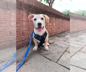 Mutt Dogs for adoption in Derwood, MD, USA