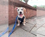 Kai - Male Mutt Dog for Adoption - Small photo