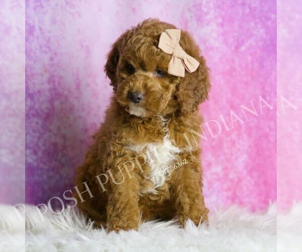 Medium Photo #6 Goldendoodle (Miniature) Puppy For Sale in WARSAW, IN, USA