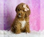 Small #5 Goldendoodle (Miniature)