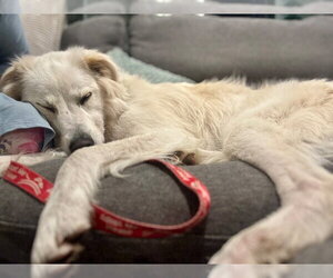 Riley - Male Mutt Dog for Adoption - Photo #10