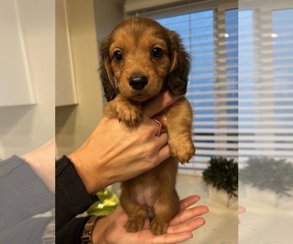 Medium Photo #11 Dachshund Puppy For Sale in SAN DIEGO, CA, USA