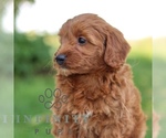 Small #2 Goldendoodle (Miniature)