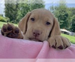Small Photo #3 Labrador Retriever Puppy For Sale in CREAL SPRINGS, IL, USA
