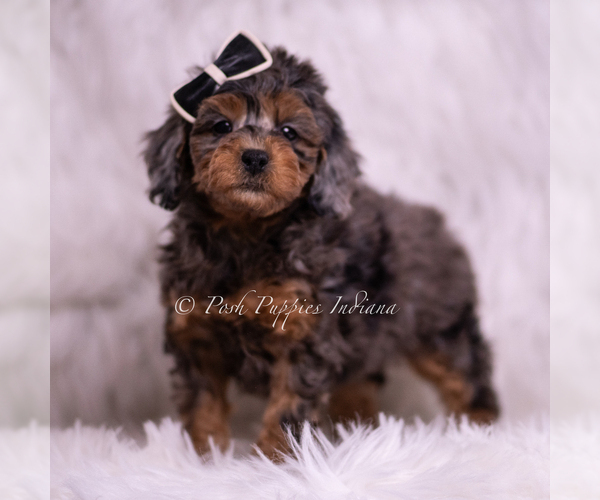 Medium Photo #1 Poodle (Toy) Puppy For Sale in WARSAW, IN, USA