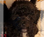 Small #4 Bichon Frise