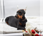 Small #4 Doberman Pinscher