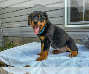 Rottweiler Puppy for sale in PEARISBURG, VA, USA