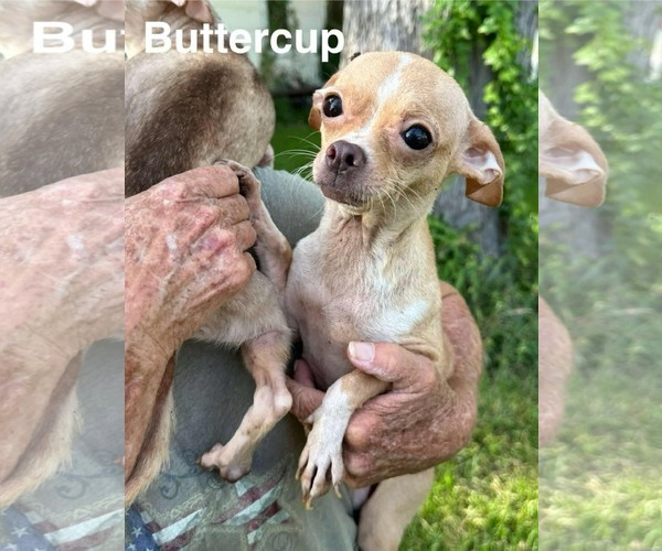 Medium Photo #11 Rat-Cha Puppy For Sale in Princeton, MN, USA