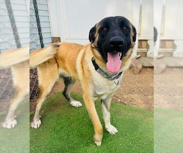 Medium Photo #2 Mutt Puppy For Sale in Marina Del Rey, CA, USA