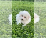 Small #4 Bichon Frise