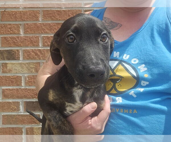 Medium Photo #2 Mutt Puppy For Sale in Candler, NC, USA