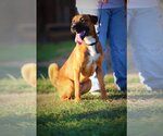 Small Photo #11 Boxer-Unknown Mix Puppy For Sale in Dana Point, CA, USA