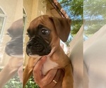 Puppy Female 6 Boxer