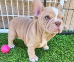 Small #11 French Bulldog