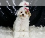Small #4 Maltipoo