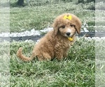 Small Photo #1 Goldendoodle Puppy For Sale in ARAB, AL, USA