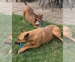 Small #9 American Pit Bull Terrier Mix
