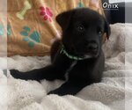 Small #2 Labrador Retriever Mix