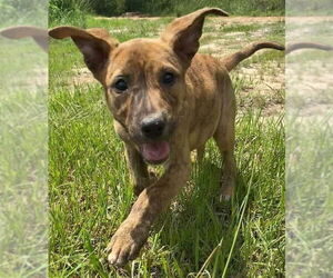 Aurora - Female Black Mouth Cur-Unknown Mix Dog for Adoption - Photo #8