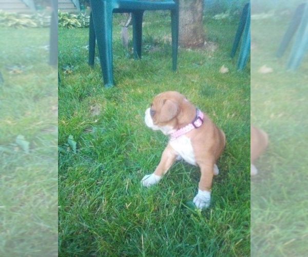 Medium Photo #2 Boxer Puppy For Sale in DRYDEN, NY, USA