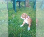 Small Photo #2 Boxer Puppy For Sale in DRYDEN, NY, USA