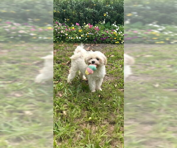 Medium Photo #6 Shih Tzu Puppy For Sale in Weston, FL, USA