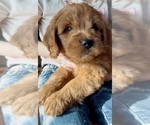 Small #3 Goldendoodle (Miniature)