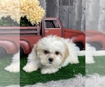 Small Photo #6 Zuchon Puppy For Sale in CANOGA, NY, USA