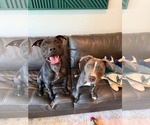 Small #2 American Staffordshire Terrier-Labrador Retriever Mix